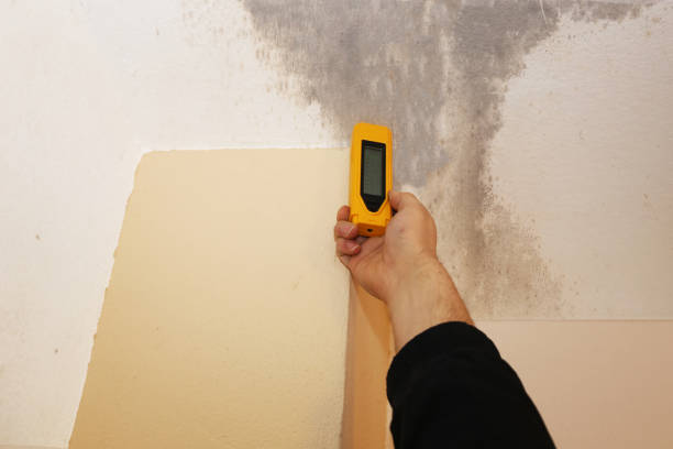 Mold Documentation for Insurance Claims in Clara City, MN