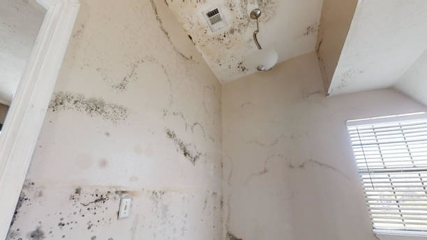 Best Mold-Related Health Consultation  in Clara City, MN