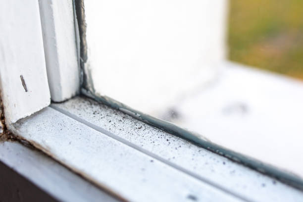 Best Mold-Related Health Consultation  in Clara City, MN