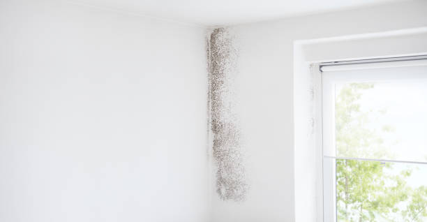 Best Mold Odor Removal Services  in Clara City, MN