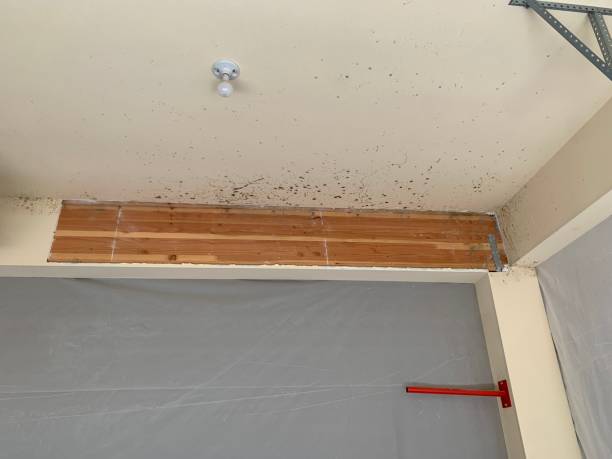 Best Mold Prevention Services  in Clara City, MN
