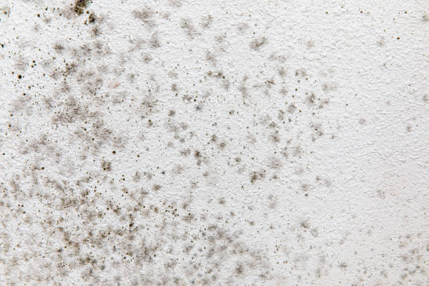 Best Forensic Mold Investigation  in Clara City, MN