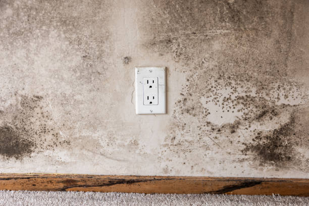  Clara City, MN Mold Removal Pros
