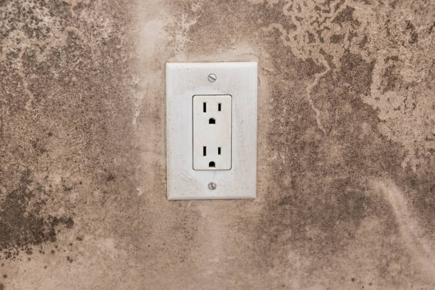 Best Commercial Mold Inspection  in Clara City, MN