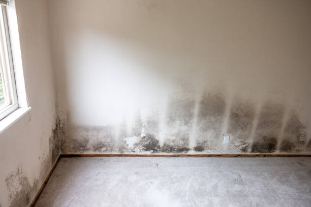 Best Forensic Mold Investigation  in Clara City, MN