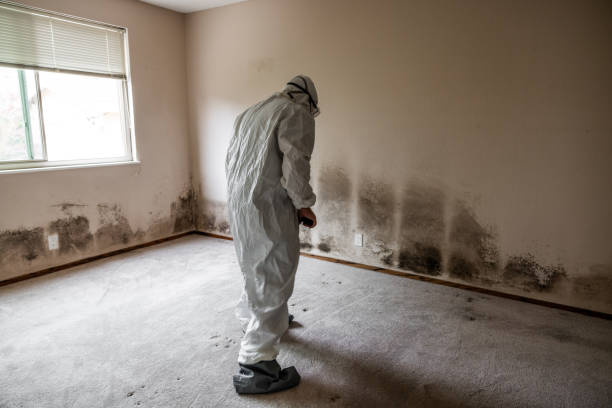 Clara City, MN Mold Removal Company