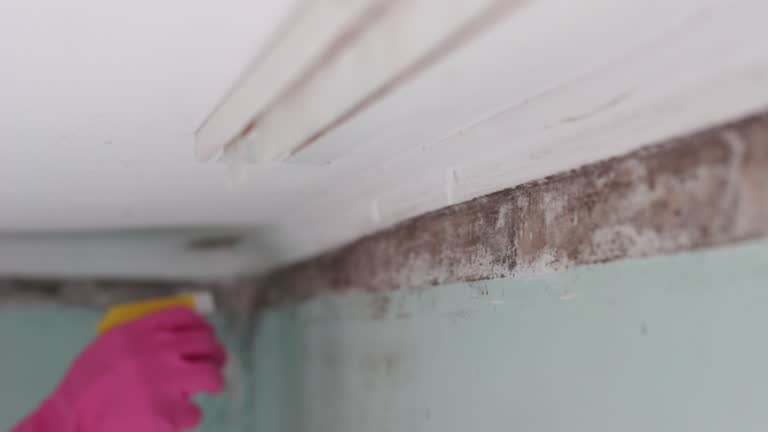 Best Attic Mold Removal  in Clara City, MN